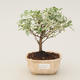 Pokojová bonsai -Ligustrum variegata - Ptačí zob - 1/3