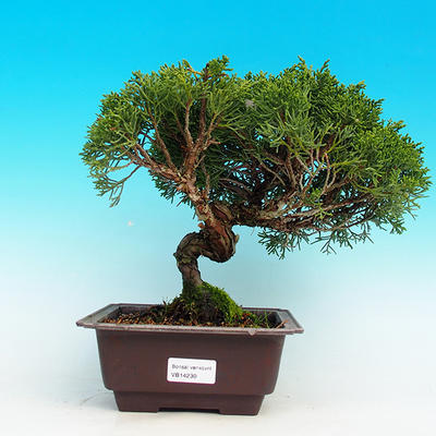 Venkovní bonsai - Jalovec čínský VB14230 - 1