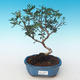 Pokojová bonsai-Pistácie PB2191230 - 1/3