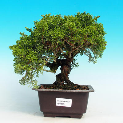 Venkovní bonsai - Jalovec čínský VB14231 - 1