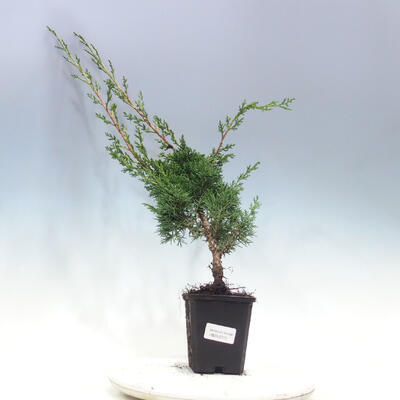 Venkovní bonsai - Juniperus chinensis KISHU -Jalovec čínský