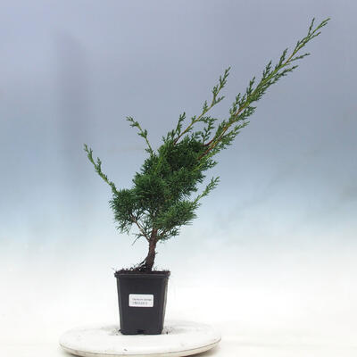 Venkovní bonsai - Juniperus chinensis KISHU -Jalovec čínský
