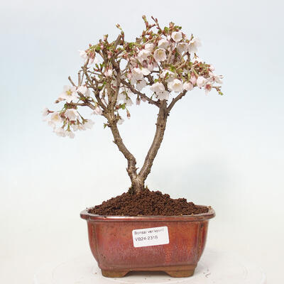 Venkovní bonsai - Prunus incisa Kojou-no mai-Slivoň vyříznutá - 1