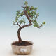 Pokojová bonsai - Portulakaria Afra - Tlustice - 1/2