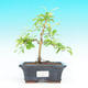 Pokojová bonsai - Duranta PB214232 - 1/3