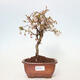Venkovní bonsai - Prunus incisa Kojou-no mai-Slivoň vyříznutá - 1/6