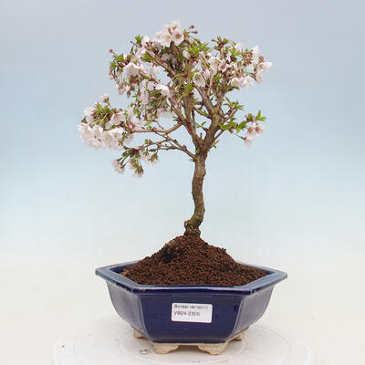 Venkovní bonsai - Prunus incisa Kojou-no mai-Slivoň vyříznutá - 1