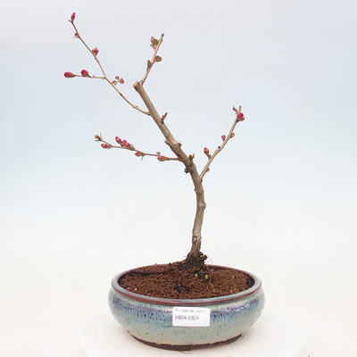 Venkovní bonsai - Chaneomeles sup. Nicoline - kdoulovec - 1