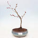 Venkovní bonsai - Chaneomeles sup. Nicoline - kdoulovec - 1/4