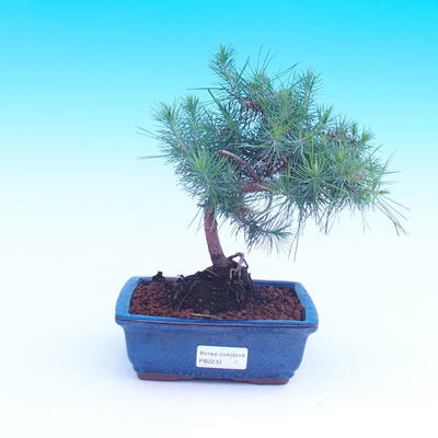 Pokojová bonsai-Pinus halepensis-Borovice alepská