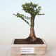 Venkovní bonsai - Ulmus parvifolia SAIGEN - Malolistý jilm - 1/7