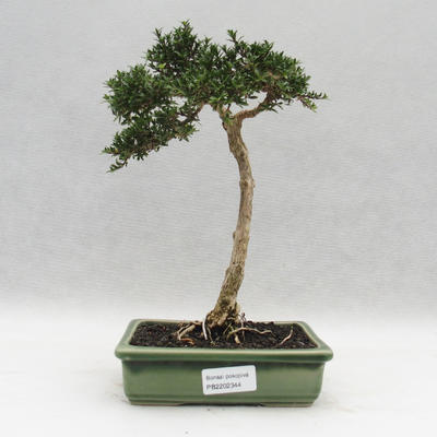 Pokojová bonsai - Serissa japonica - malolistá - 1