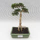 Pokojová bonsai - Serissa japonica - malolistá - 1/2