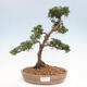 Venkovní bonsai - Juniperus chinensis Kishu -Jalovec čínský - 1/4