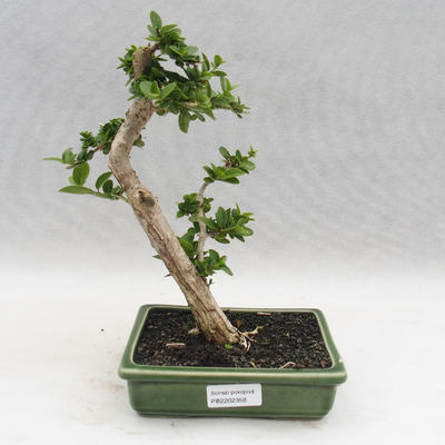 Pokojová bonsai - PREMNA MICROPHYLLA  - Kozlovoň malolistá - 1