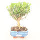 Pokojová bonsai - Buxus harlandii -korkový buxus - 1/5