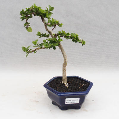 Pokojová bonsai - PREMNA MICROPHYLLA  - Kozlovoň malolistá - 1