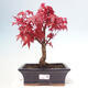 Venkovní bonsai - Javor dlanitolistý - Acer palmatum DESHOJO - 1/3