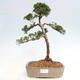 Venkovní bonsai - Juniperus chinensis Kishu -Jalovec čínský - 1/4