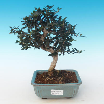 Pokojová bonsai - Olea europaea sylvestris -Oliva evropská drobnolistá PB2191237 - 1