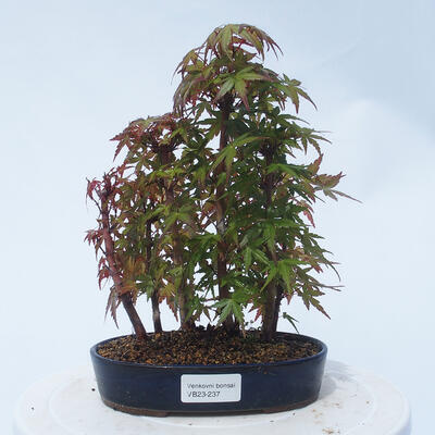 Acer palmatum  - Javor dlanitolistý - lesík - 1