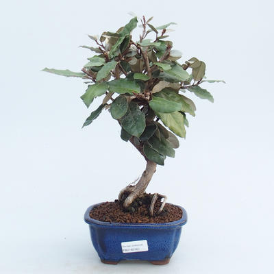 Pokojová bonsai -Eleagnus - Hlošina - 1