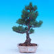 Venkovní bonsai -Borovice  drobnokvětá - Pinus parviflora glauca - 1/7