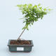 Pokojová bonsai - Duranta erecta Aurea - 1/3