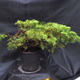 Jalovec - Juniperus sabina NO-23 - 1/7