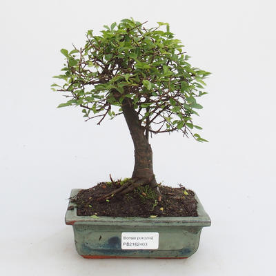 Pokojová bonsai-Ulmus Parvifolia-Malolistý jilm