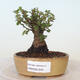 Venkovní bonsai - Ulmus parvifolia SAIGEN - Malolistý jilm - 1/6