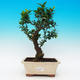Pokojová bonsai-Citrus aurantium var myrtifolia-Pomerančovník divoký - 1/2