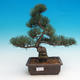 Venkovní bonsai - Pinus parviflora - Borovice drobnokvětá - 1/2