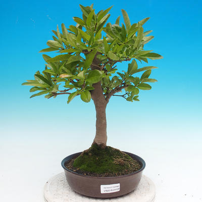 Venkovní bonsai - ptačí zob Ligustrum - 1