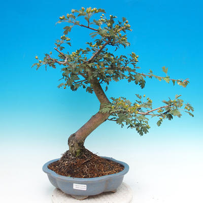 Venkovní bonsai - Hloh jednosemený - 1
