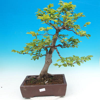 Venkovní bonsai-Fagus sylvatica - 1