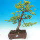 Venkovní bonsai-Fagus sylvatica - 1/2
