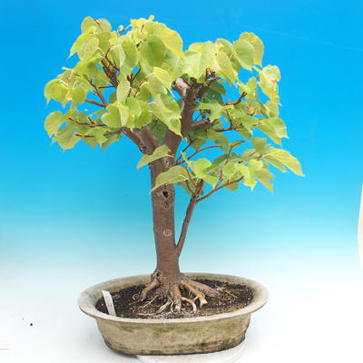 Venkovní bonsai - Lípa srdčitá - 1