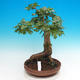 Venkovní bonsai -Javor babyka - Acer campestre - 1/4