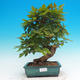 Venkovní bonsai -Carpinus CARPINOIDES - Habr korejský - 1/2