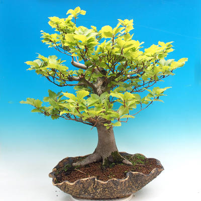 Venkovní bonsai-Fagus sylvatica - 1