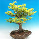 Venkovní bonsai-Fagus sylvatica - 1/3