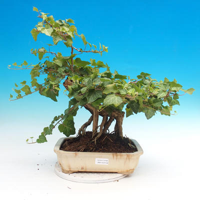 Venkovní bonsai- Hedera - Břečťan - 1
