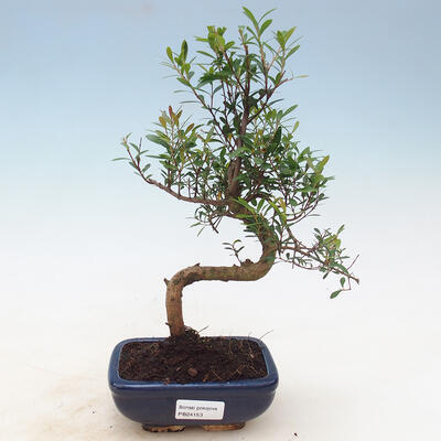 Pokojová bonsai - Syzygium - Pimentovník - 1