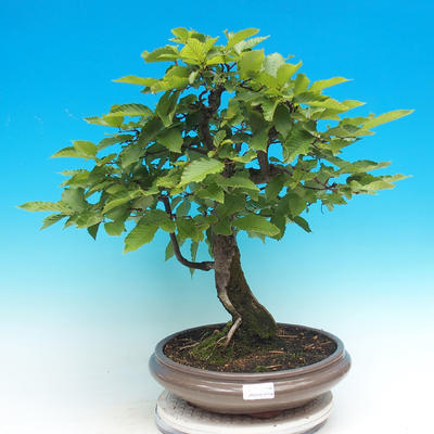 Venkovní bonsai -Habr obecný - 1
