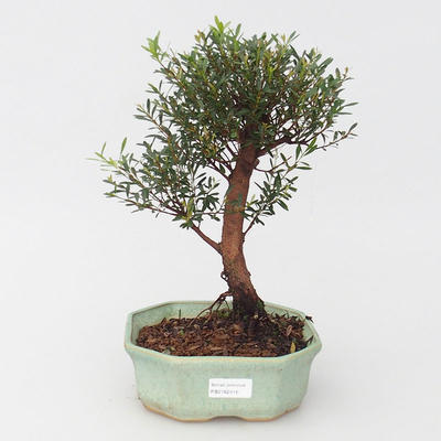 Pokojová bonsai Syzygium -Pimentovník - 1