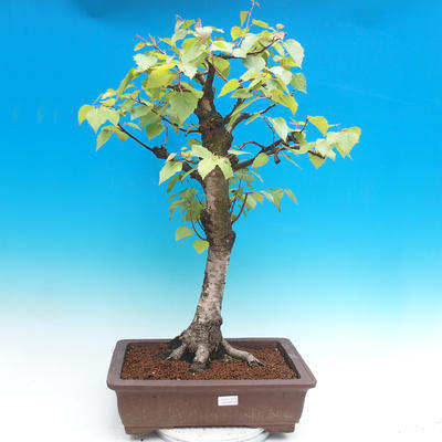 Venkovní bonsai - Bříza bělokorá - betula - 1