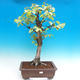 Venkovní bonsai - Bříza bělokorá - betula - 1/2