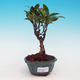 Pokojová bonsai - malolistý fíkus PB213241 - 1/2