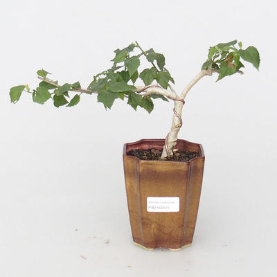 Pokojová bonsai - malokvětý ibišek - 1